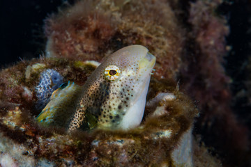 Line-Spot Harptail Blenny Meiacanthus grammistes