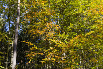 Autumn in the forest