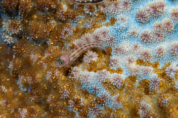 White-spotted combtooth blenny Ecsenius trilineatus