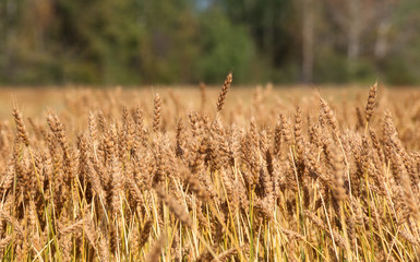 Wheat in sunlight