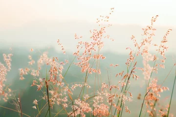 Foto op Canvas Postcard/ Blooming reed flower - Tainan, Taiwan the pink flowers bloom luxuriantly © JingLing