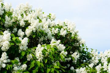 A branch of sirens on a tree in a garden, park. Beautiful flowering flowers of lilac tree at spring. Blossom in Spring. Spring concept. Crown Avenue. Volga Embankment in Ulyanovsk, Russia.