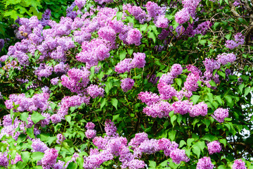 Obraz premium A branch of sirens on a tree in a garden, park. Beautiful flowering flowers of lilac tree at spring. Blossom in Spring. Spring concept. Crown Avenue. Volga Embankment in Ulyanovsk, Russia.