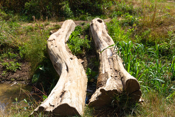 2 trees used as a brigde