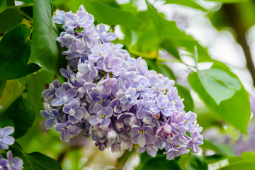 A branch of sirens on a tree in a garden, park. Beautiful flowering flowers of lilac tree at spring. Blossom in Spring. Spring concept. Crown Avenue. Volga Embankment in Ulyanovsk, Russia. © Evgeniy