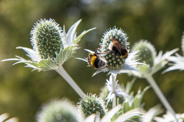 Bees on Eryngium
