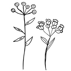 Contour of meadow plants. Conium outline, summer beautiful grass, garden design for prints, patterns, ornaments, decor, scrapbook, surface, covers, logos 