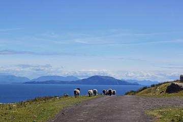 Schafherde in Irland, Achill Island