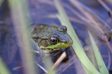 Northern leopard frog Canada