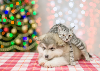 Fototapeta na wymiar Tabby cat embracing alaskan malamute puppy on a background of the Christmas tree. Space for text