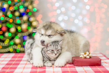 Fototapeta na wymiar Alaskan malamute puppy embracing sleepy cat on a background of the Christmas tree