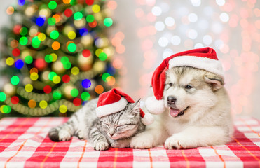Fototapeta na wymiar Sleepy cat and alaskan malamute puppy in red christmas hats on a background of the Christmas tree