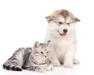 Fototapeta na wymiar Alaskan malamute puppy and cat together. isolated on white background