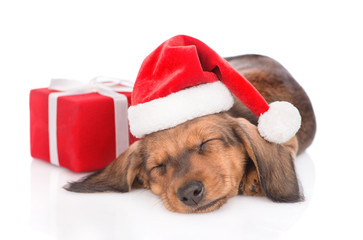 Sleeping dachshund puppy in red christmas hat with gift box. isolated on white background