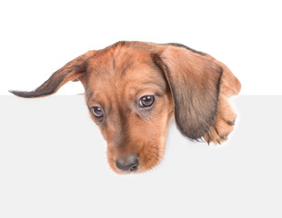 dachshund puppy above white banner looking down. isolated on white background. Space for text