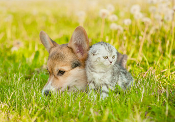 Pembroke Welsh Corgi puppy lying with kitten on a summer grass