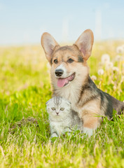 Pembroke Welsh Corgi puppy sitting with tabby kitten on a summer grass and looking at camera.