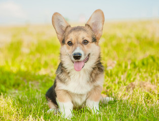 Portrait of Pembroke Welsh Corgi puppy on summer grass