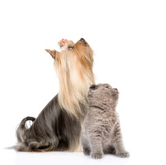Naklejka premium puppy and kitten looking up together. isolated on white background