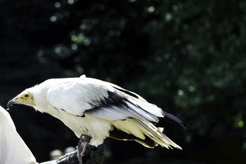 Egyptian vulture (Neophron percnopterus), also called the white scavenger vulture or pharaoh's chicken