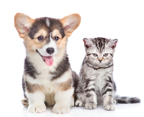 corgi puppy with open mouth sits with sad tabby kitten. Focused on cat. Isolated on white background