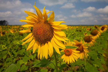 Sunflowers field on cloudy blue sky. Nature