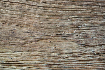 Fototapeta premium Regular texture of wood