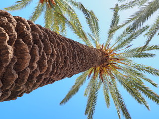 Palm tree © Karolina