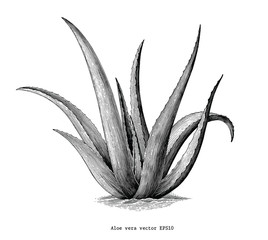 Aloe vera hand draw vintage botanical clip art isolated on white background - obrazy, fototapety, plakaty