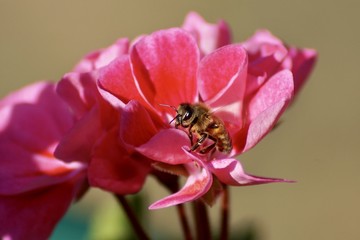 Obraz na płótnie Canvas Biene in Blüten 