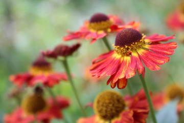 Nature Flower Background