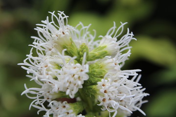 Nature Flower Background