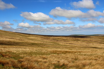 Fototapeta premium Nature Landscape Background