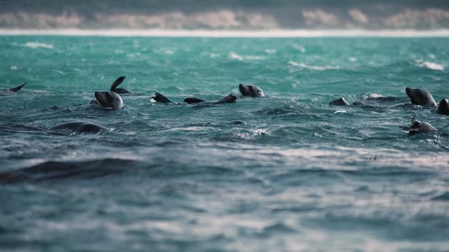 Telephoto shot of seals splashing in sea off cape Bridgewater.