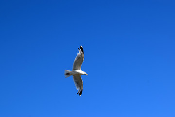 fliegende Möve am blauen Himmel