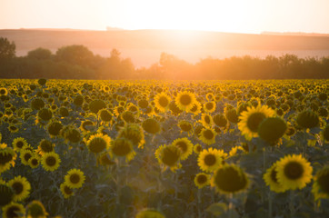 Obraz premium Dawn in the field with sunflowers