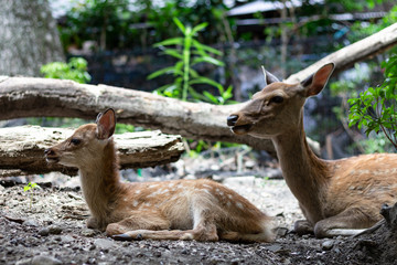 Deer in Nara Park