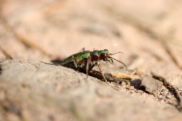 Sandlaufkäfer