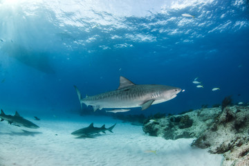 Fototapeta premium Tiger shark at Tigerbeach, Bahamas