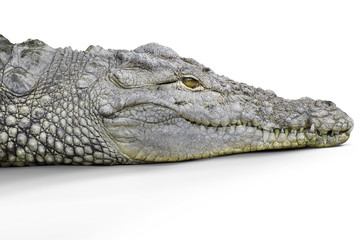 Crocodile head studio shot, white background.