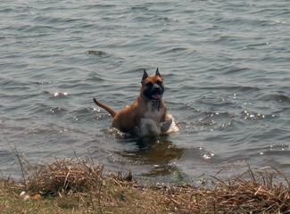 The dog in the water