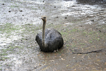 Strauß im Regen