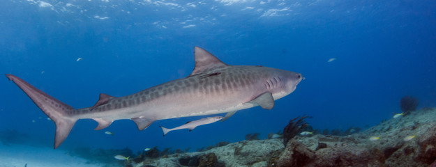 Fototapeta premium Tiger shark at Tigerbeach, Bahamas