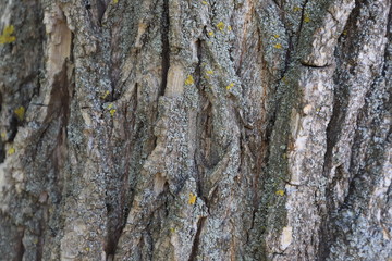 Wood background, wood texture