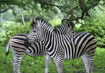 Fototapeta na wymiar zwei Zebras konträr