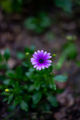 Wildflowers in the Italian Dolomites