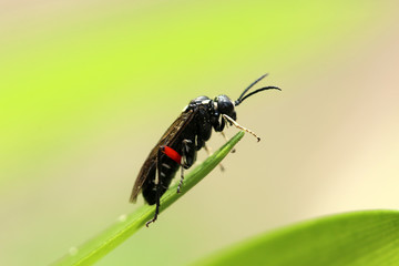 Fototapeta premium Ligusterblattwespe