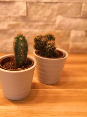 cactus cacti pot plant indoor green furniture decor