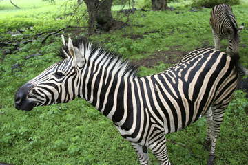 Naklejka premium neugieriges Zebra