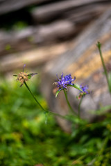 Wildflowers in the Italian Dolomites